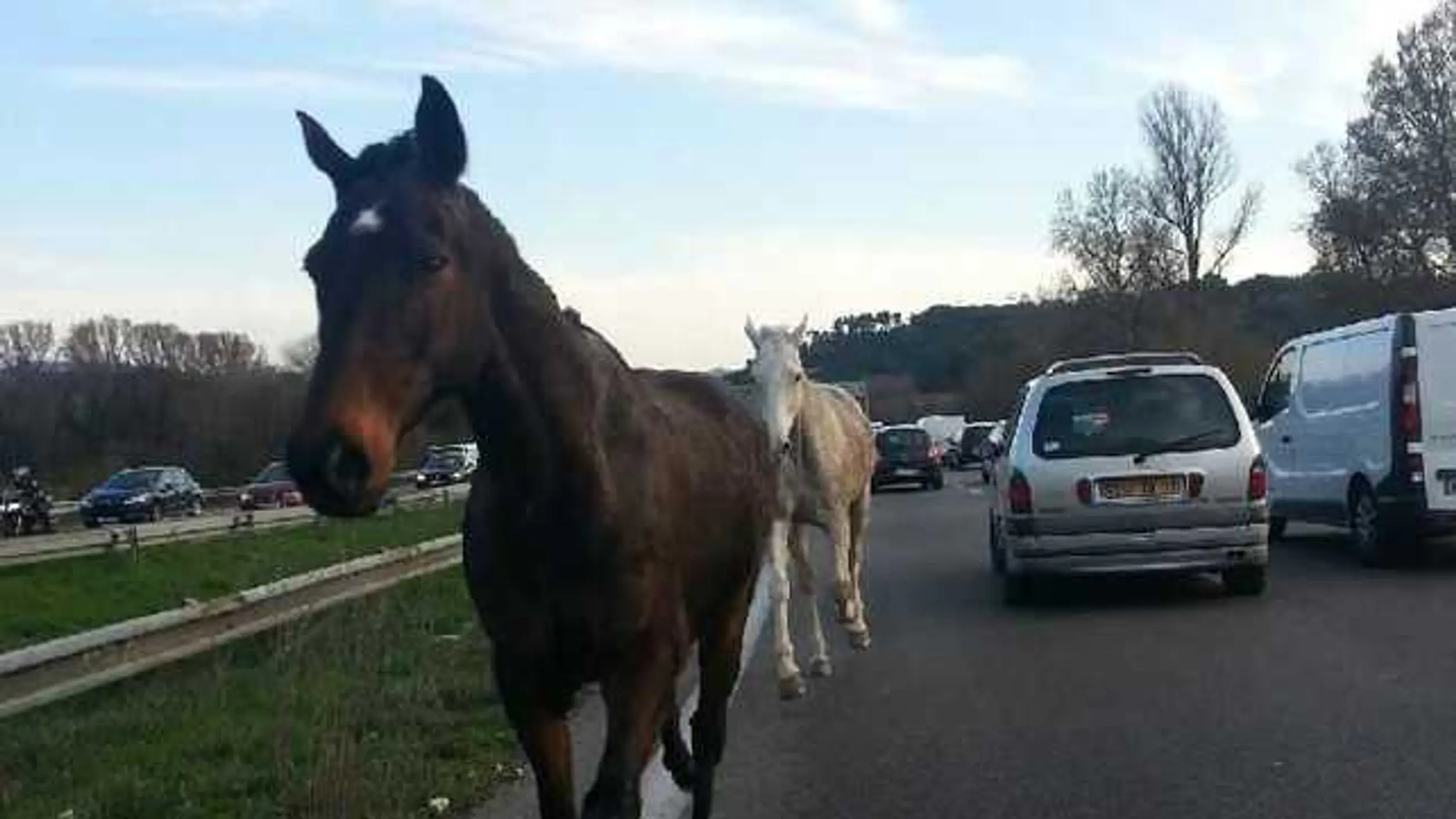 chevaux égarés sur la route